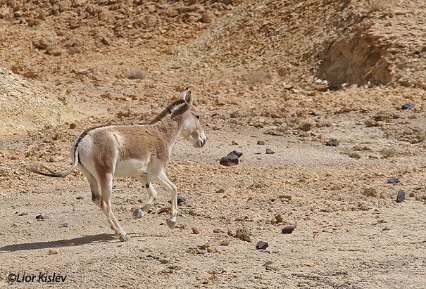פרא  Asian Wild Ass Equus hemionus                                               מכתש רמון אפריל 2006